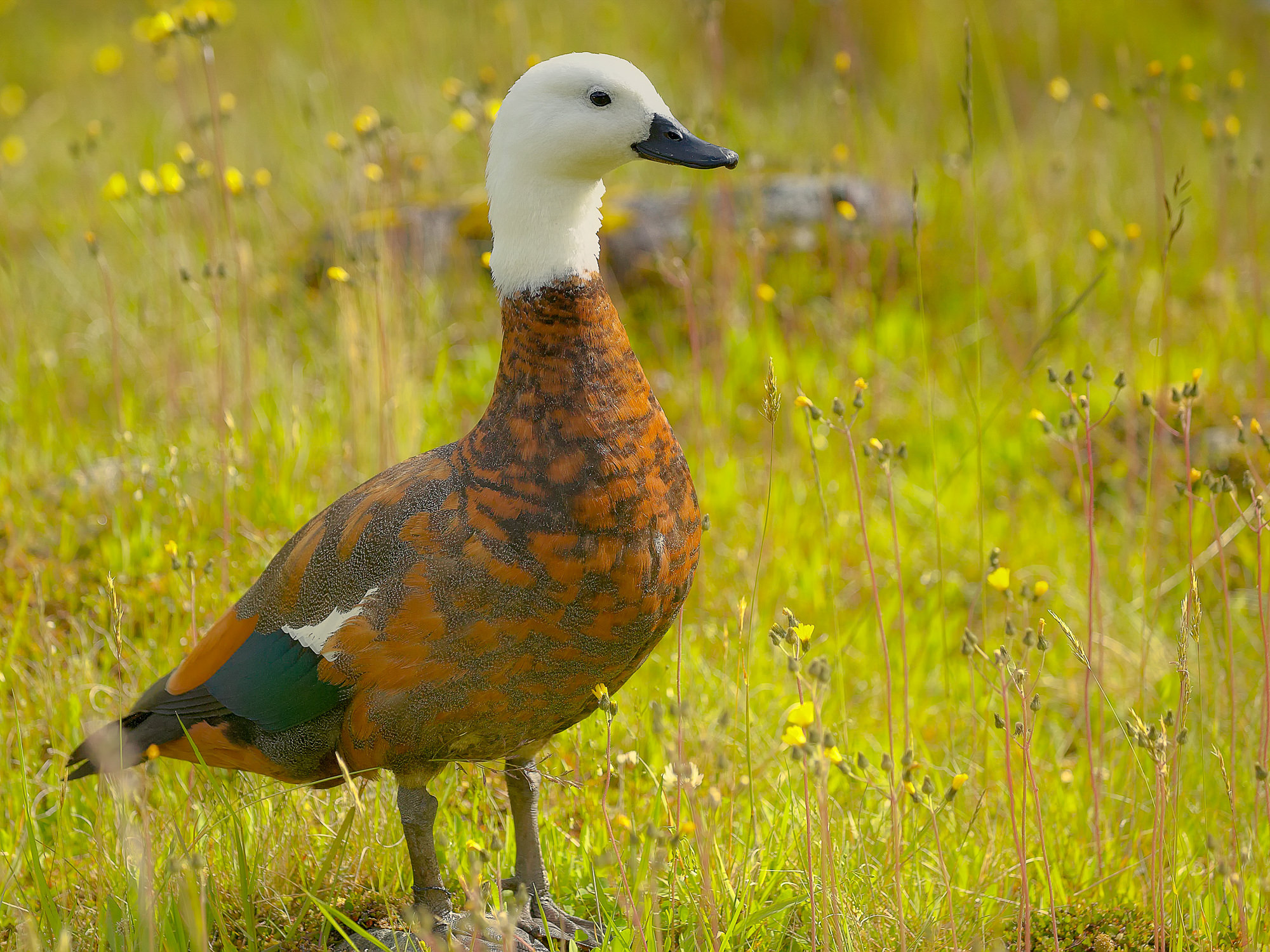 Schellente (Henne), Neuseeland